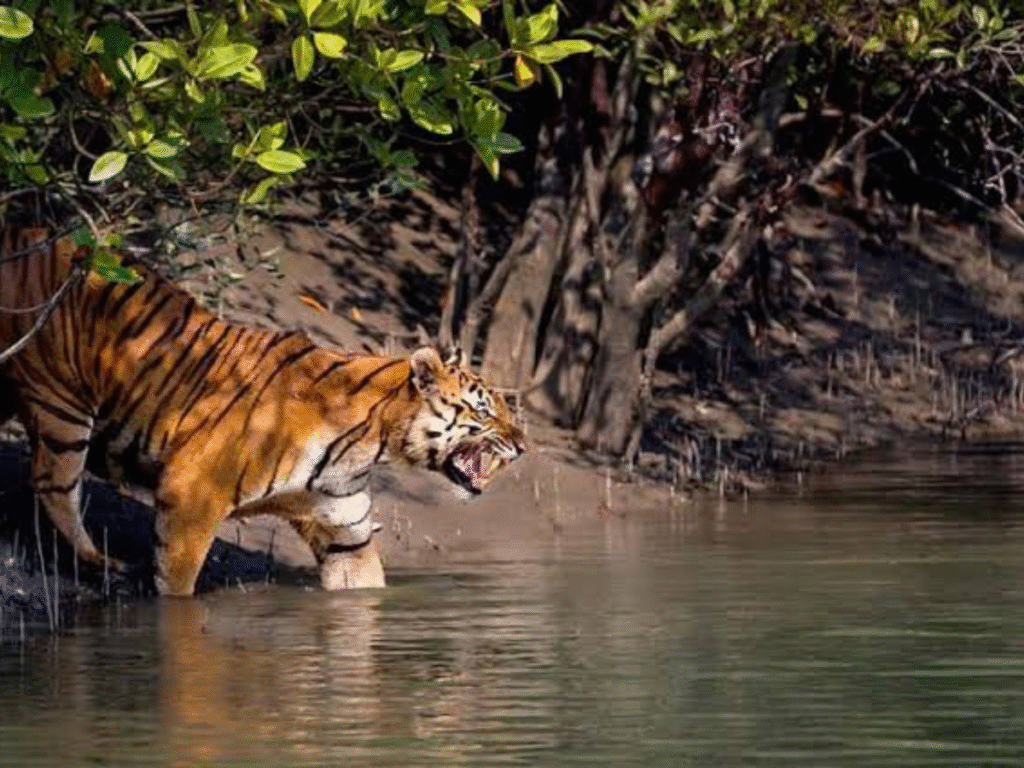 Sundarban Tour Package