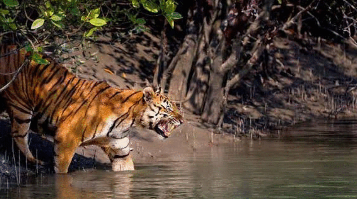 Sundarban Tour Package