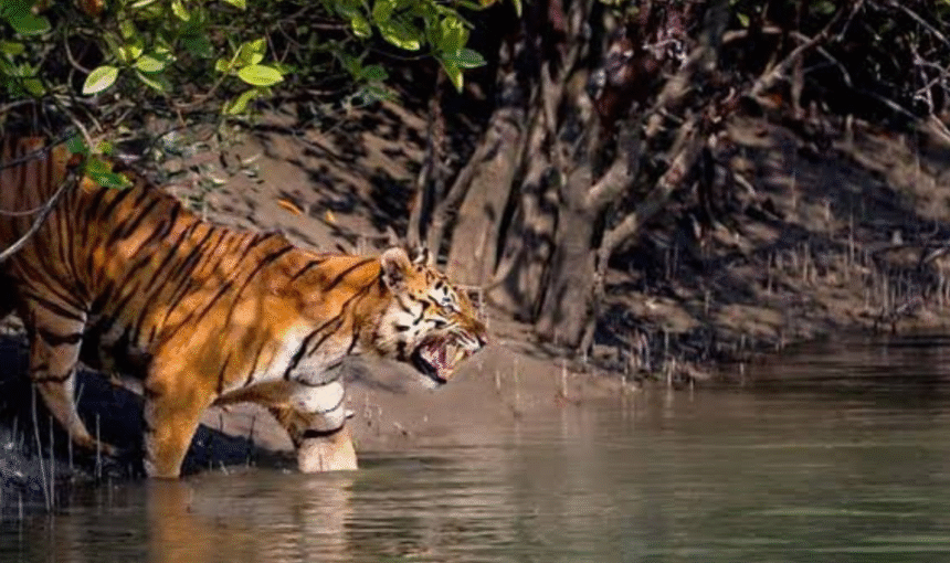 Discover the Beauty of the Sundarbans