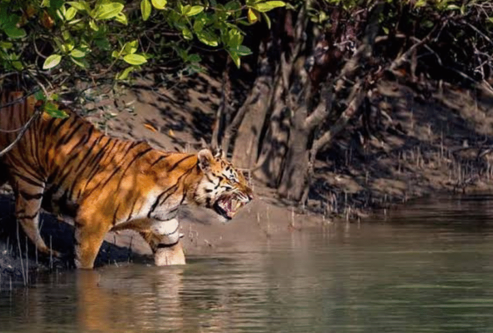 Sundarban Tour Package