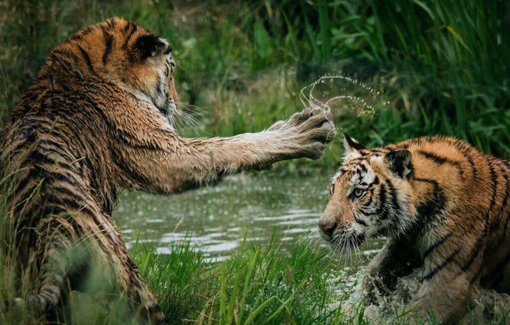 Royal Bengal Tigers