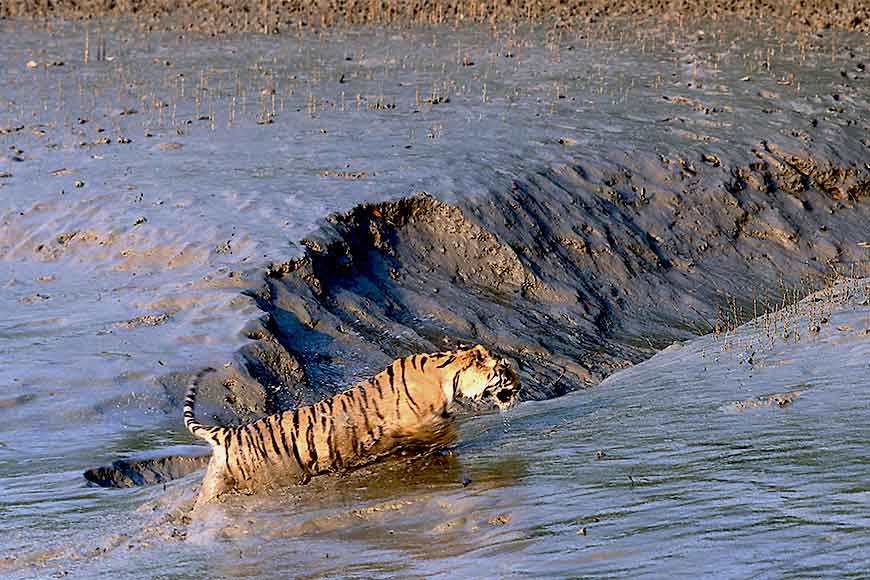 Royal Bengal Tigers
