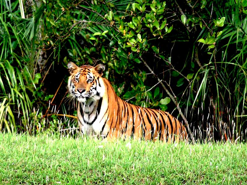 Royal Bengal Tigers