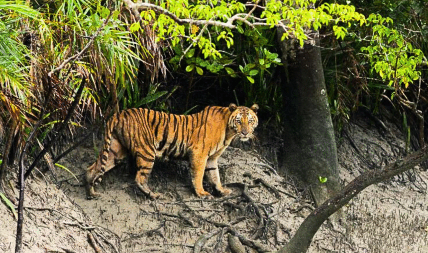 The Elusive Royal Bengal Tigers of the Mangrove Forest