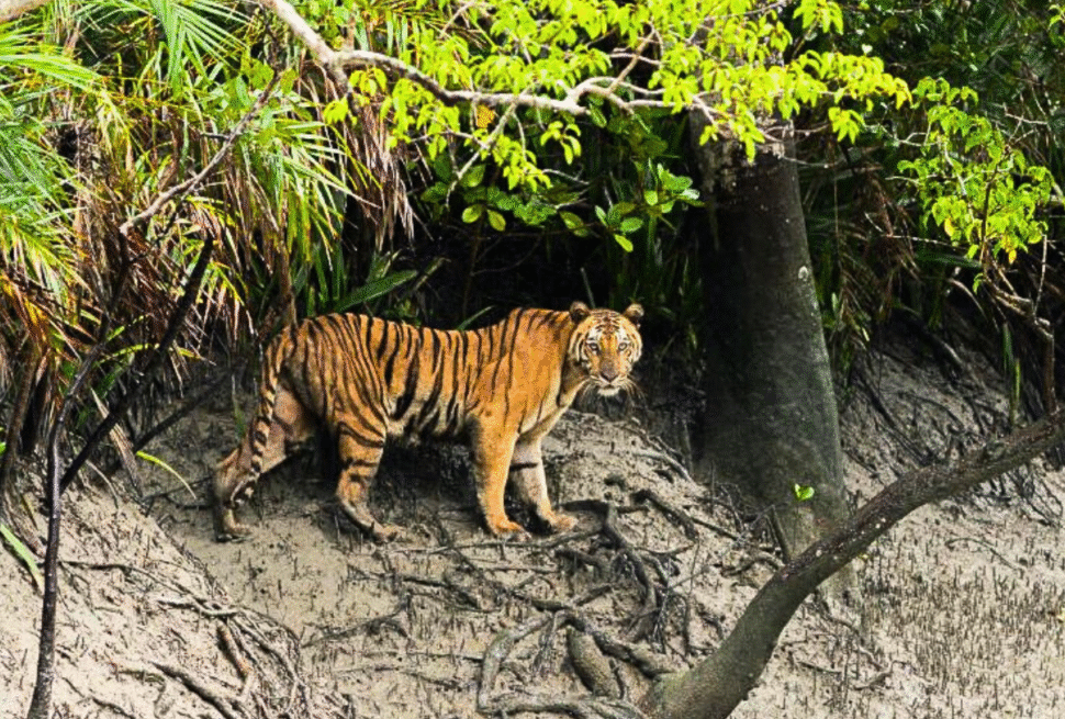 Royal Bengal Tigers