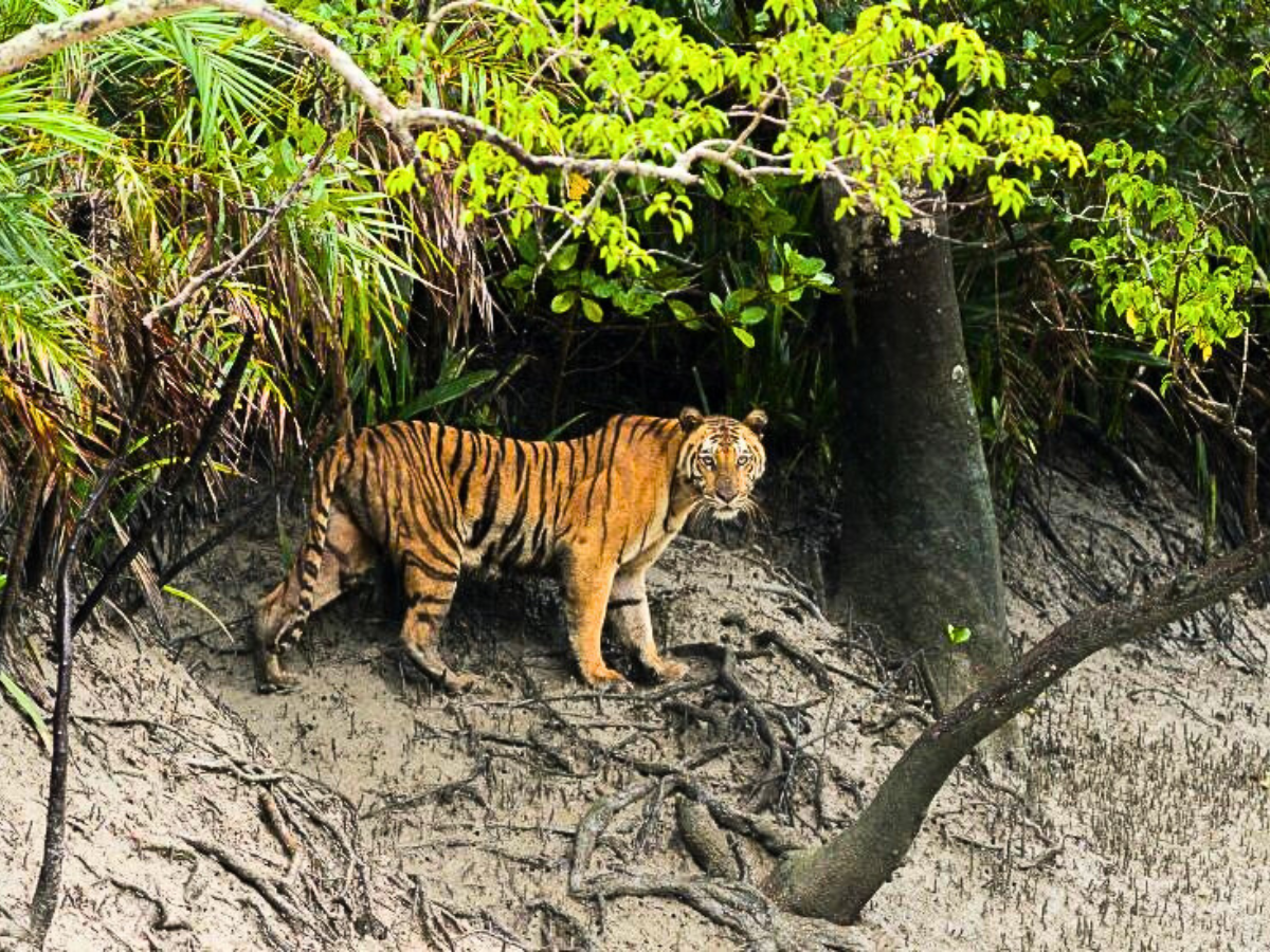 The Elusive Royal Bengal Tigers of the Mangrove Forest