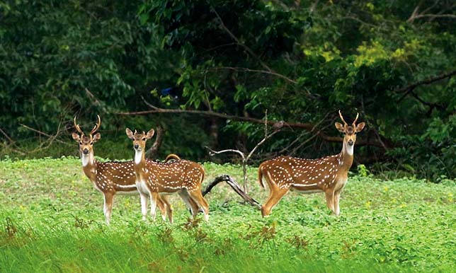 Sundarban Tour Package