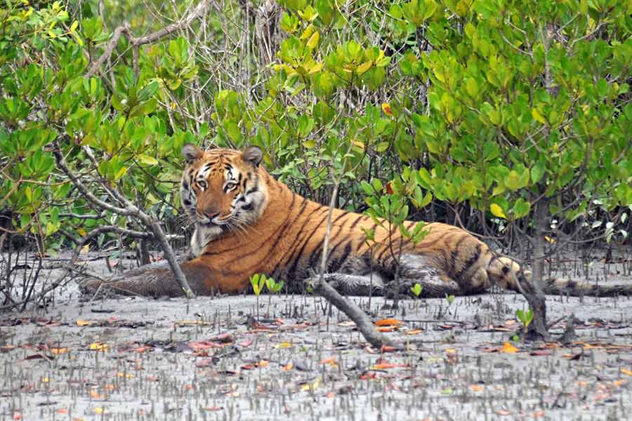 Sundarban Tour Booking