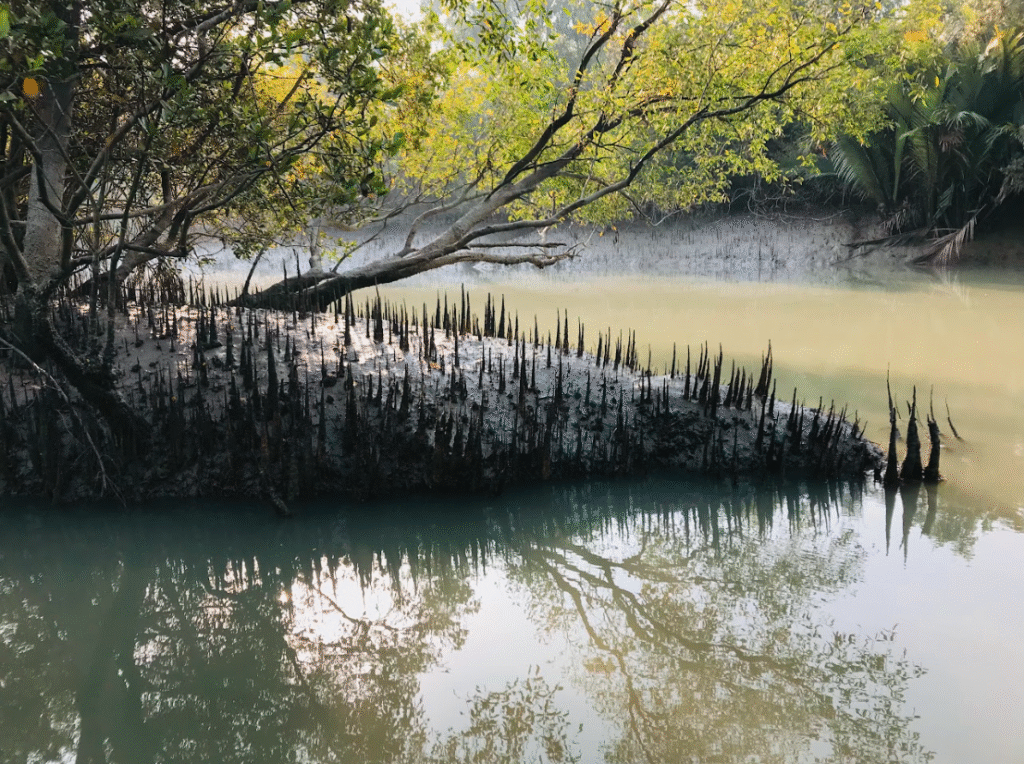Sundarban Tour Package Price