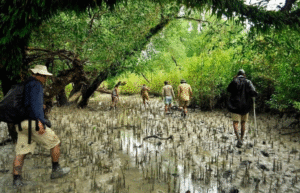 Sundarban Tour from Khulna