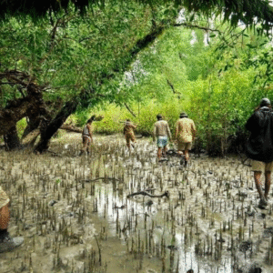 Sundarban Tour from Khulna